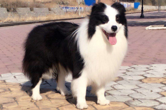 边牧随地大小便怎么办