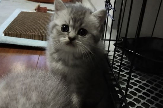 经常揍猫会怎么样
