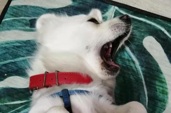 狗狗眼睛红有糊状眼屎怎么回事