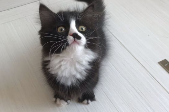 猫咪怕黑吗 用留灯吗