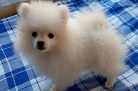 博美幼犬一天喂几次