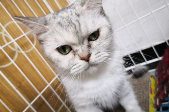 买什么鱼适合煮给猫吃