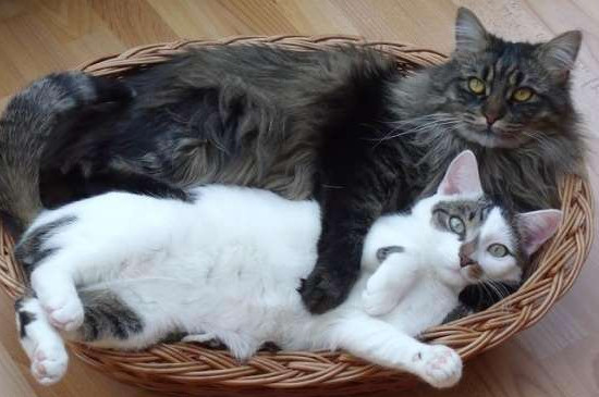 猫连续打二十多下喷嚏