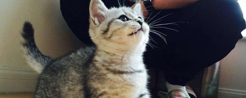 为什么母猫会遗弃小猫