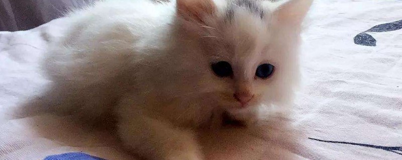 母猫破羊水正常多久生