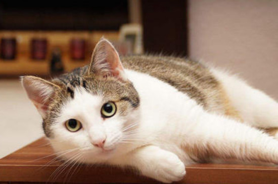 猫突然盯着你扑上来