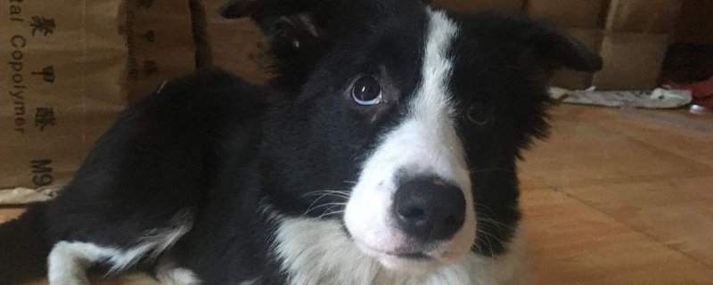 长毛犬的种类