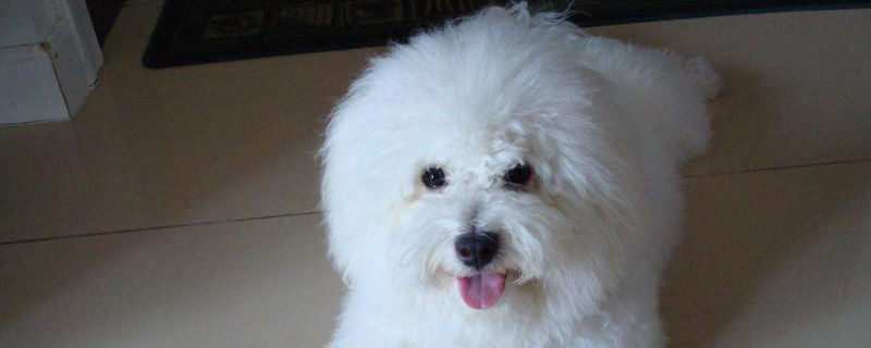 比熊犬适合有孩子养吗