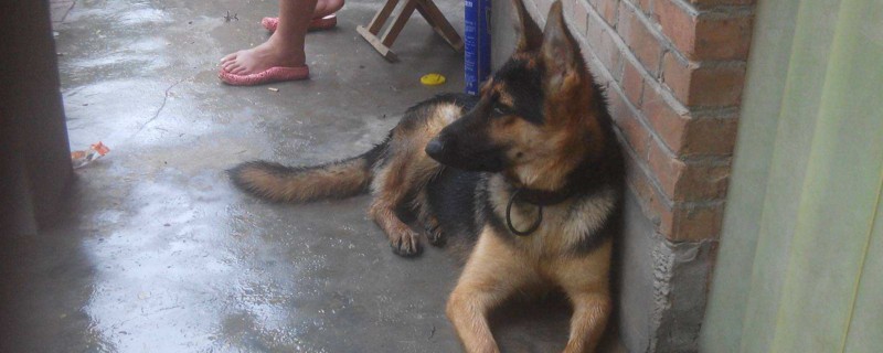 德牧幼犬怎么喂长得快