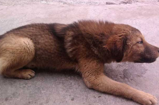 狂犬病症状