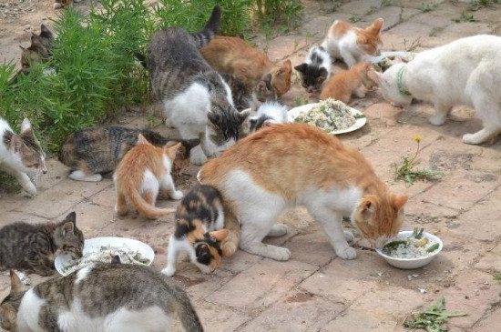 流浪猫冬天怎么过冬
