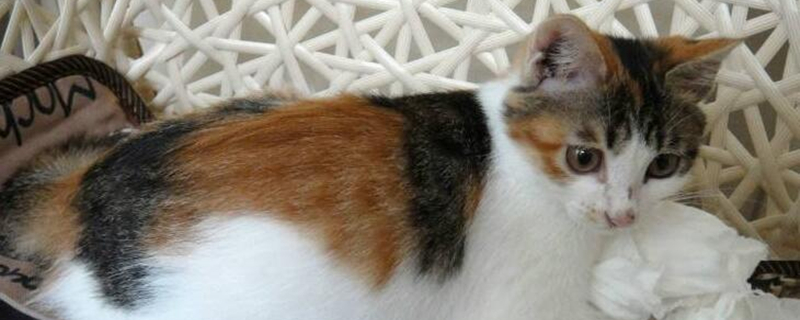 为什么没人养三花猫