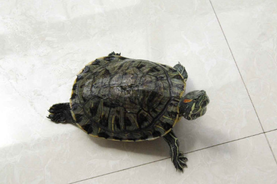 乌龟怎样才会叫