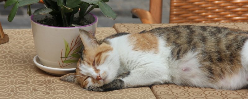 猫咪死了会怀念主人吗