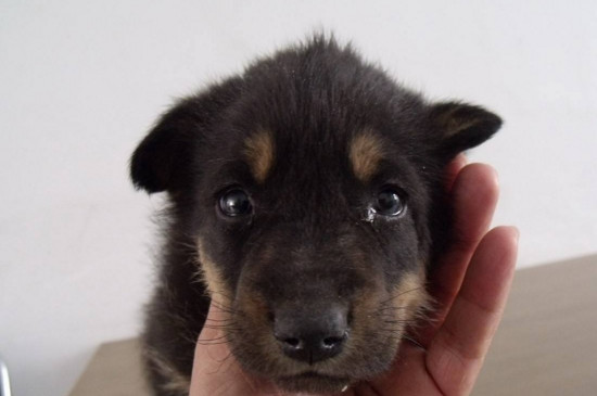 一个月的小狗有狂犬病吗