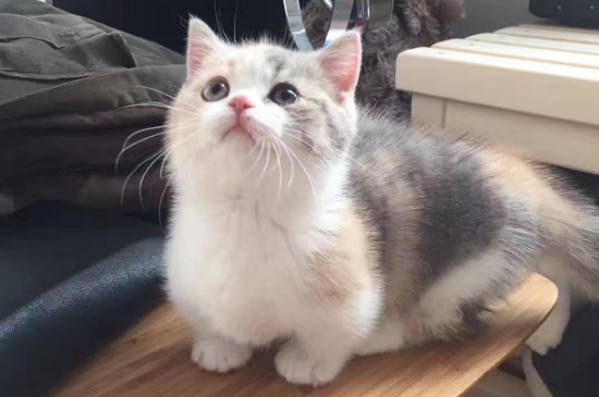 猫开脚与没开脚的区别
