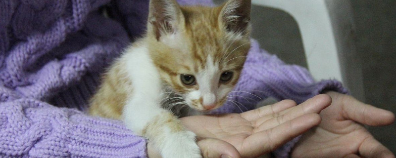 猫抱着你的手又咬又蹬