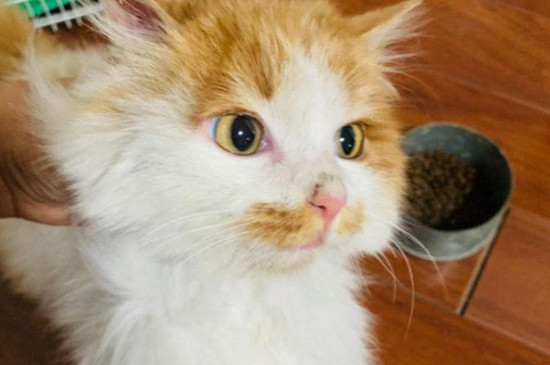 猫打针的疫苗顺序