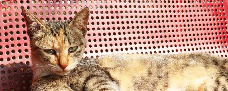 小猫吃什么食物长得胖
