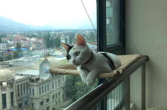 猫为什么总看窗外
