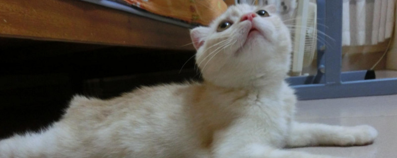 猫毛粘在一起很硬
