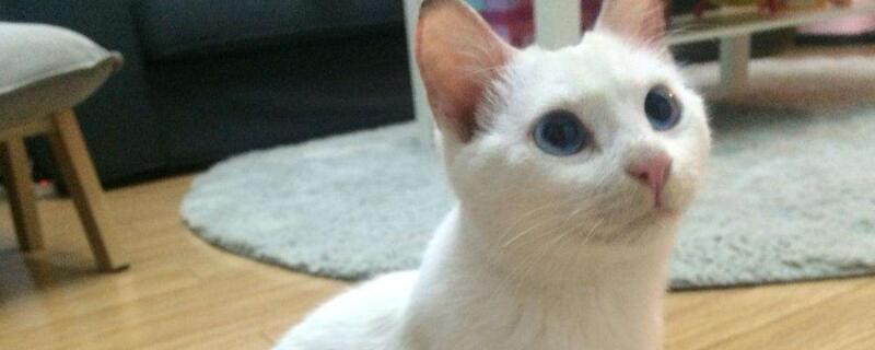 买七八个月的猫坏处