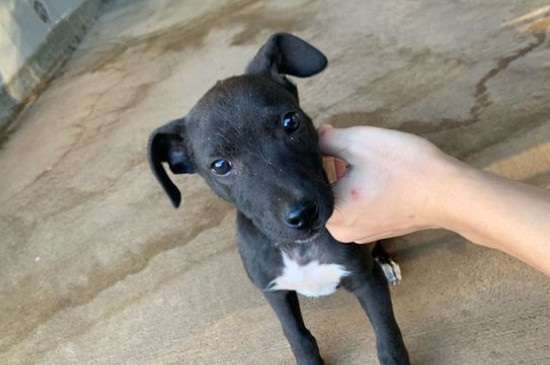 狗狗携带狂犬病毒能活多久