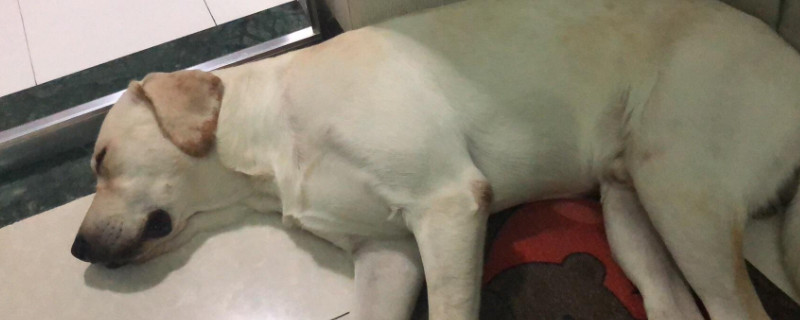 狗狗呕吐黄水泡沫怎么回事