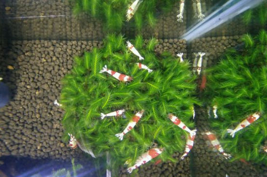 水晶虾混养会串种吗
