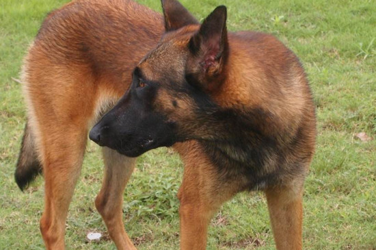 马犬适合家养吗，忠诚易驯服能看家护院适合家养