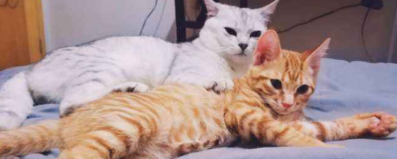 猫突然频繁踩奶