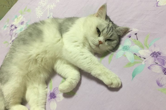 猫眼睛失明有哪几种