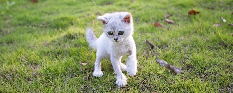猫猫第一次配种怎么配