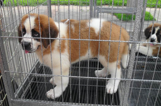 圣伯纳犬能看家护院吗