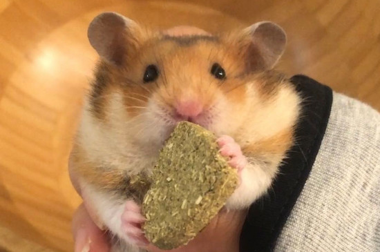 仓鼠怀孕了怎么接生