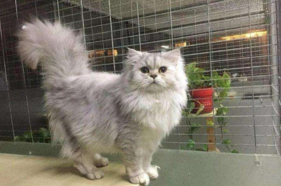 萌新养猫推荐什么品种