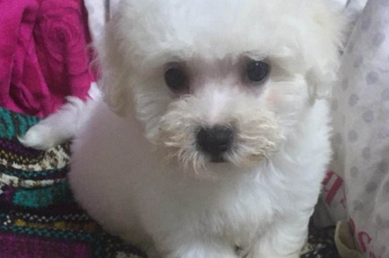 比熊犬的优缺点