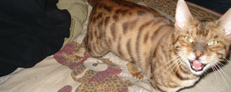 豹猫吃什么