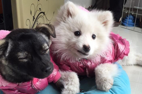 狗每天都思考什么