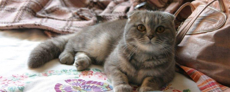 安乐死前猫咪知道吗