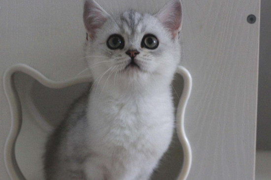 猫的耳朵有什么作用