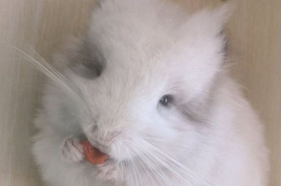 龙猫生完宝宝注意事项