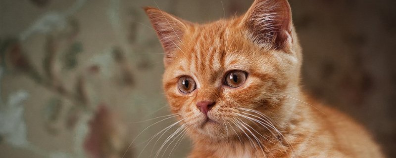 猫咪晒太阳要晒多久