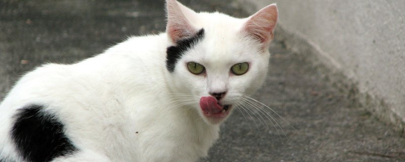 猫吐是怎么回事