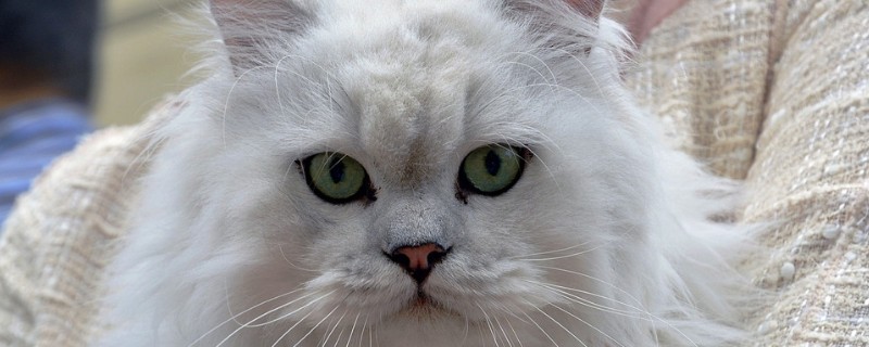 猫侧躺是撒娇么
