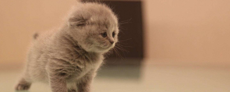 刚出生的小猫能吹空调吗