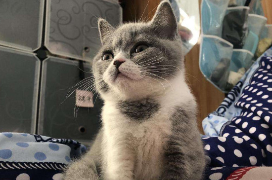 猫打了疫苗后多久恢复胃口