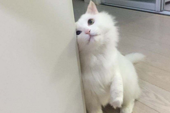 猫白色皮屑但没掉毛