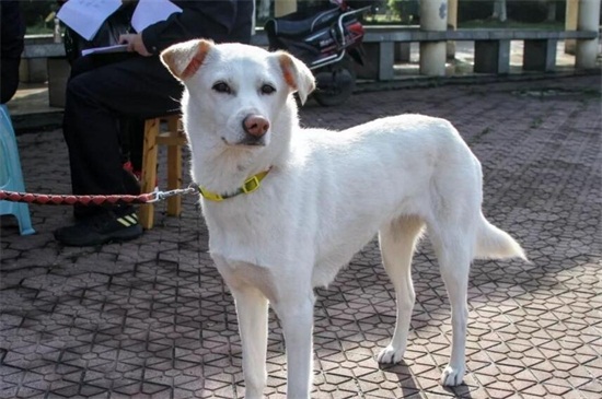 狗狗打完狂犬疫苗多久能出门