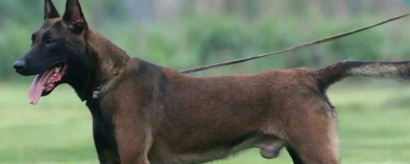 马犬的缺点
